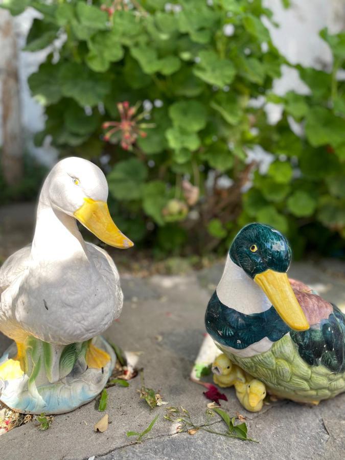Forio di Ischia La Bicocca Di Annavi Bed & Breakfast エクステリア 写真